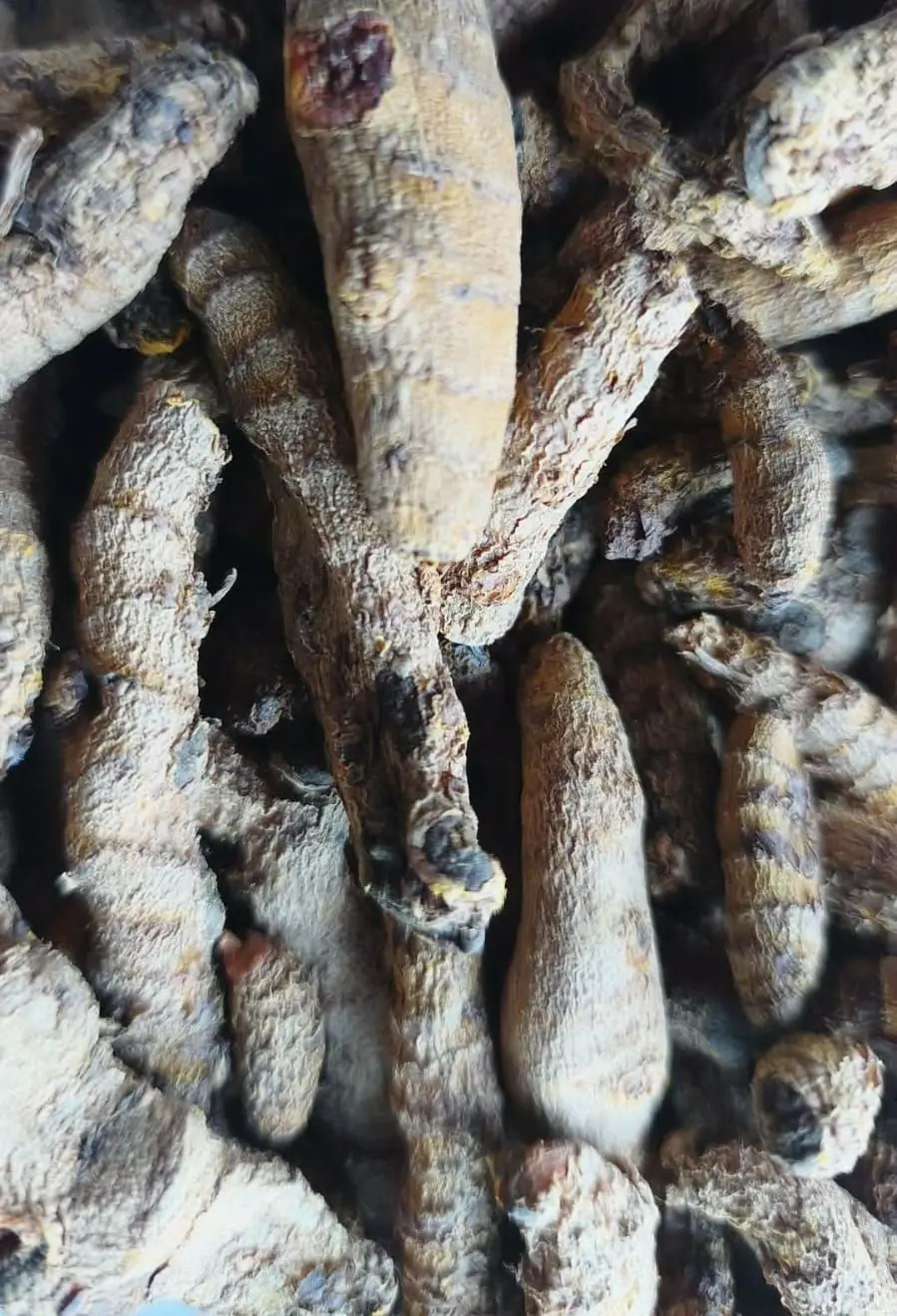 Rizomas secos de Curcuma longa, primer plano