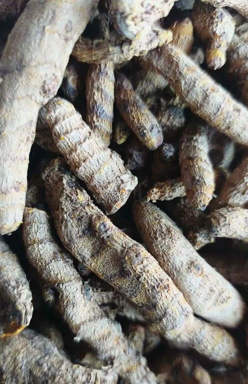 Rizomas enteros de cúrcuma secada al sol del Perú