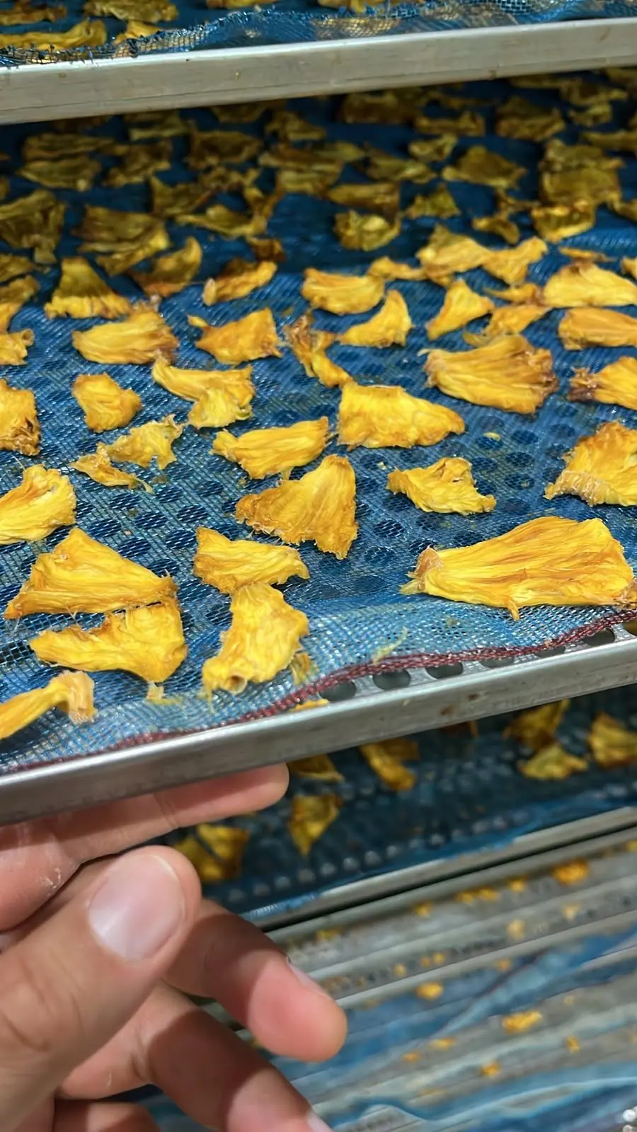 Inspección de piña deshidratada en bandeja