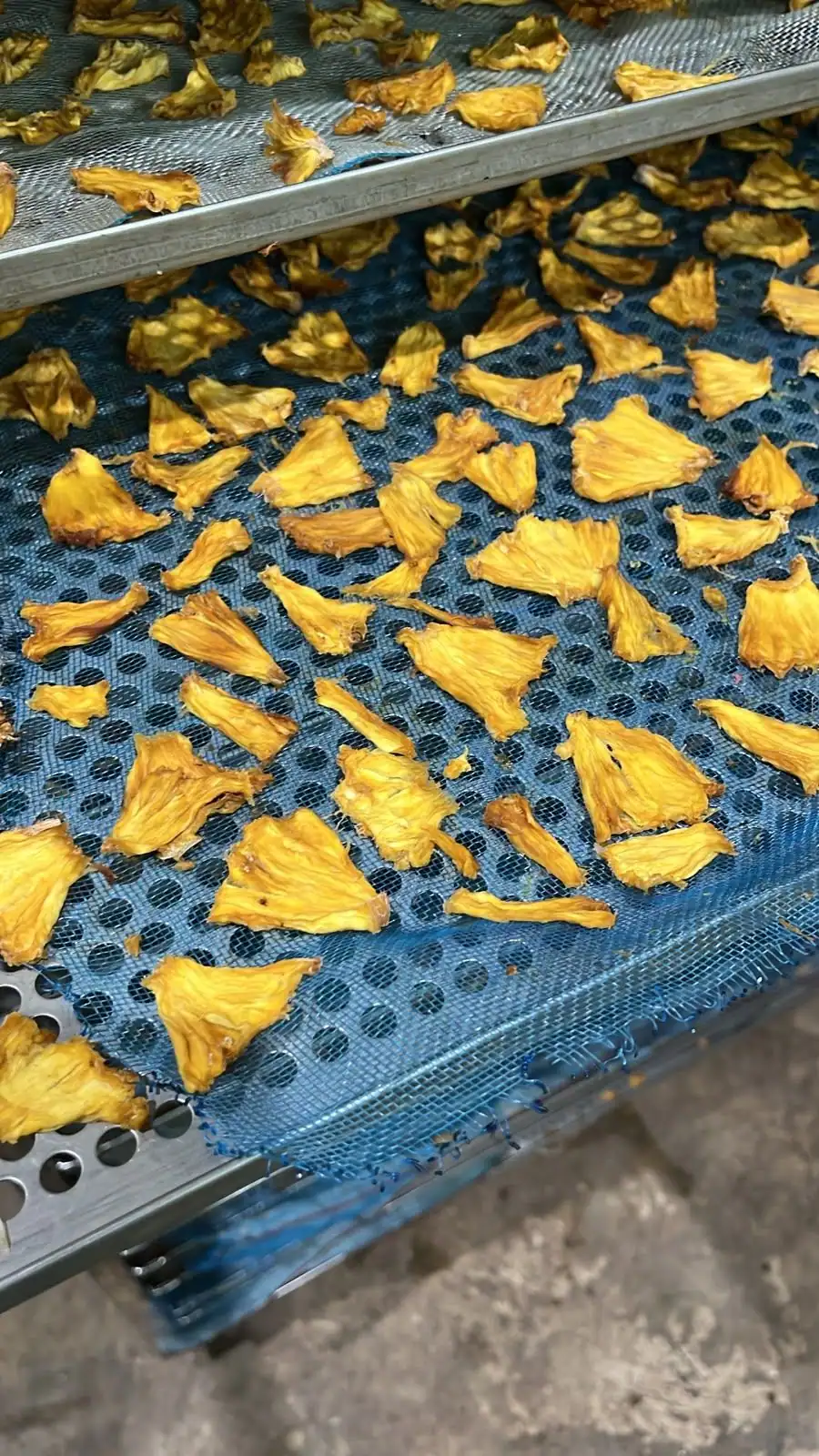 Pineapple eighths drying on trays at Mesa Verde