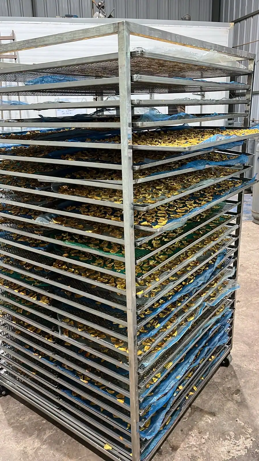 Torre de bandejas de piña cargada para deshidratado