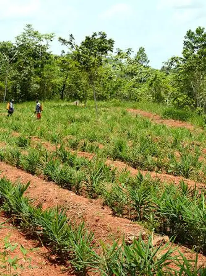 Ginger crops growing on a Chanchamayo plot