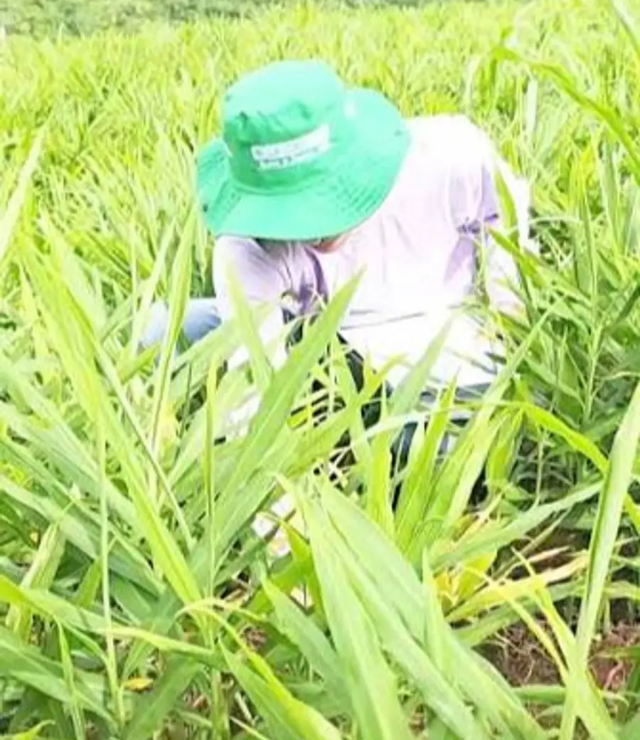 Grower working in a ginger field