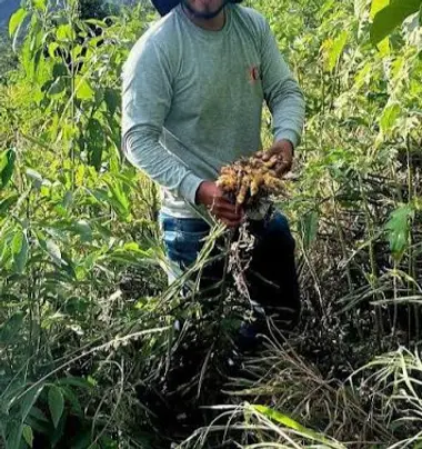Farmer harvesting ginger on a Mesa Verde plot