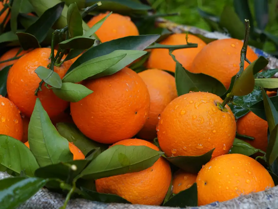 Central Jungle Orange Crop
